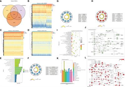 TRAF3IP3 promotes glioma progression through the ERK signaling pathway